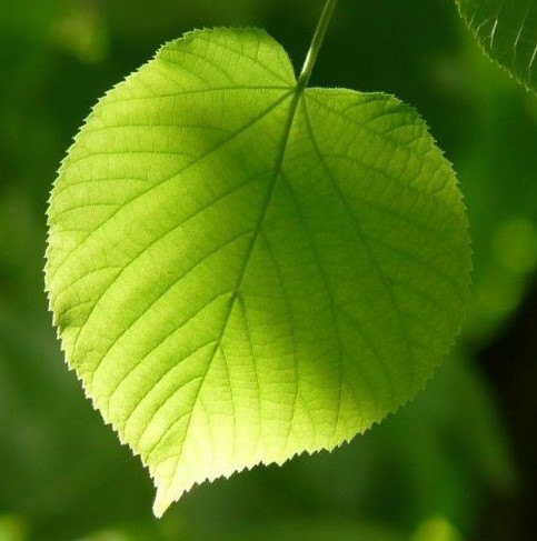 А из коры этих растений раньше плели лапти. Как оно называется?