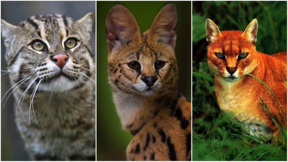 Самая маленькая дикая кошка