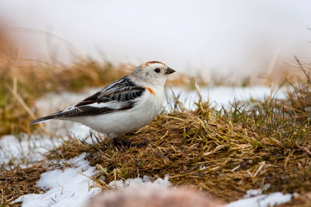 Где птицы ледяной зоны делают гнёзда:
