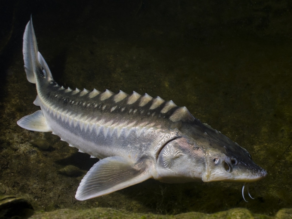  Эта рыба может достигать длины 6 метров и является третьей по величине среди представителей своего вида.