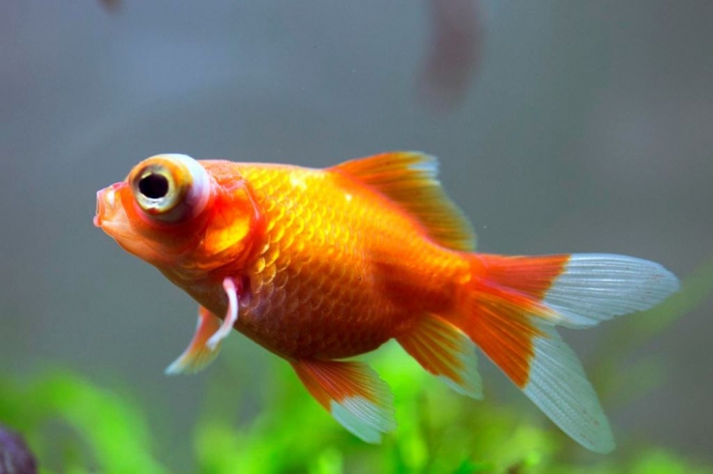 Это — одна из самых популярных аквариумных рыб. Нам она известна как золотая рыбка. А как еще она называются?