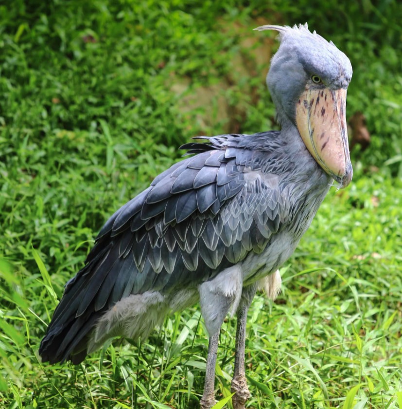  У этой крупной птицы глаза расположены в передней части черепа, что позволяет ей иметь бинокулярное зрение.