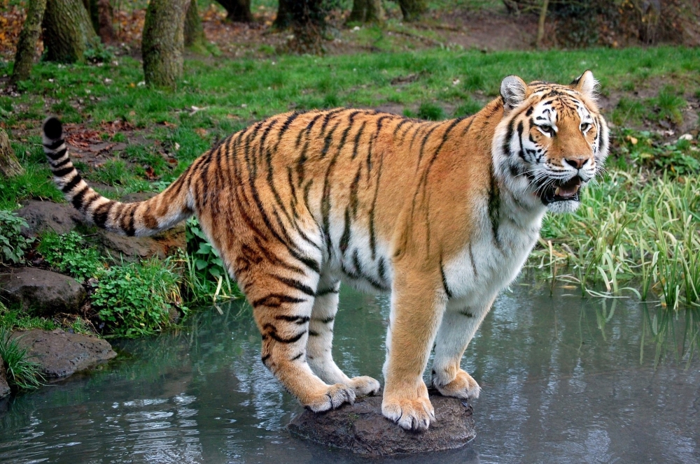  Где был центр происхождения вида тигров?