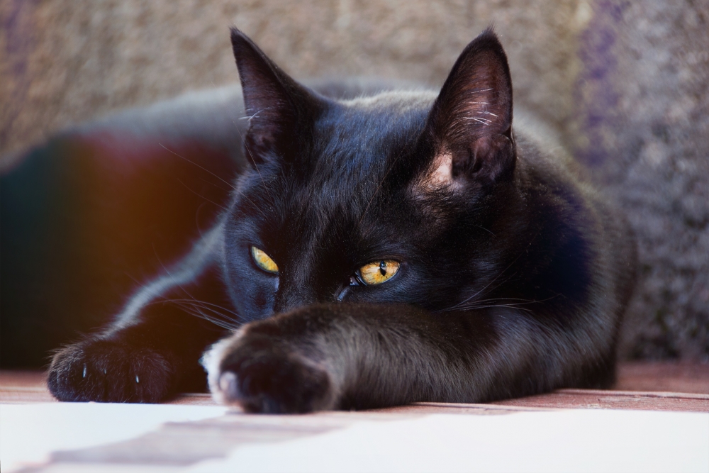  Какого мнения придерживаются в Британии и Австралии по поводу чёрных кошек и котов?
