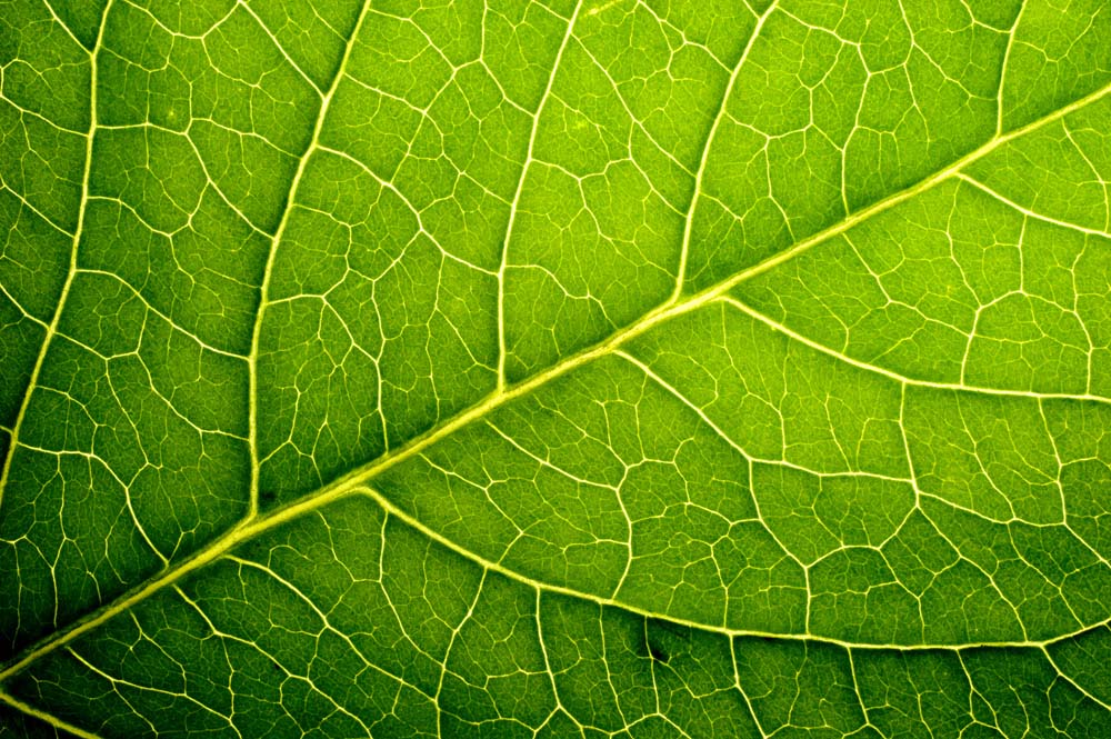 Какой тип тканей придает плотность растениям?
