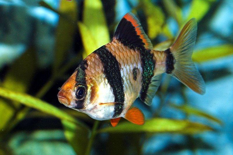 Латинское название этой популярной аквариумной рыбки — Puntigrus tetrazona