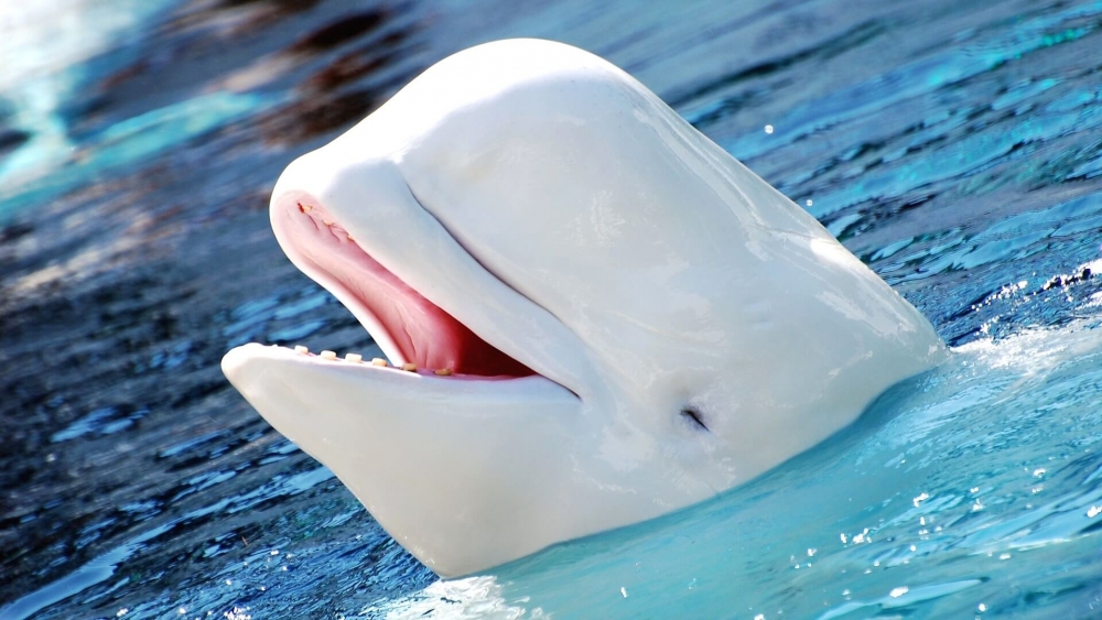 За какую особенность белуха получила свое латинское название рода — Delphinapterus («бескрылый дельфин»)?