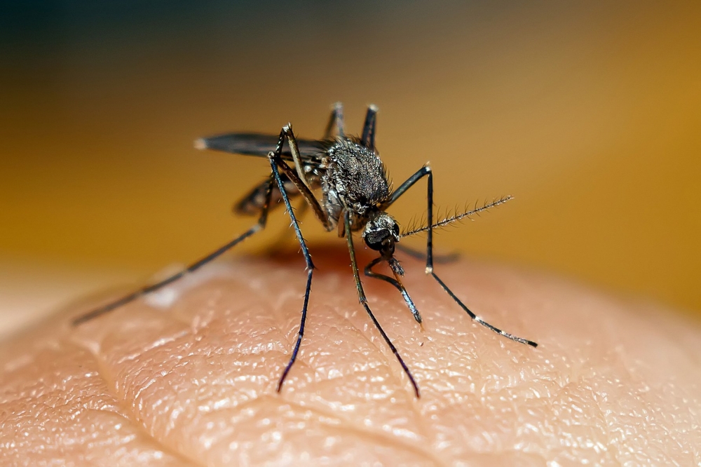 Генные инженеры вывели безопасных для человека малярийных комаров. Их планируют выпустить на волю, чтобы они ﻿заменили своих опасных собратьев.