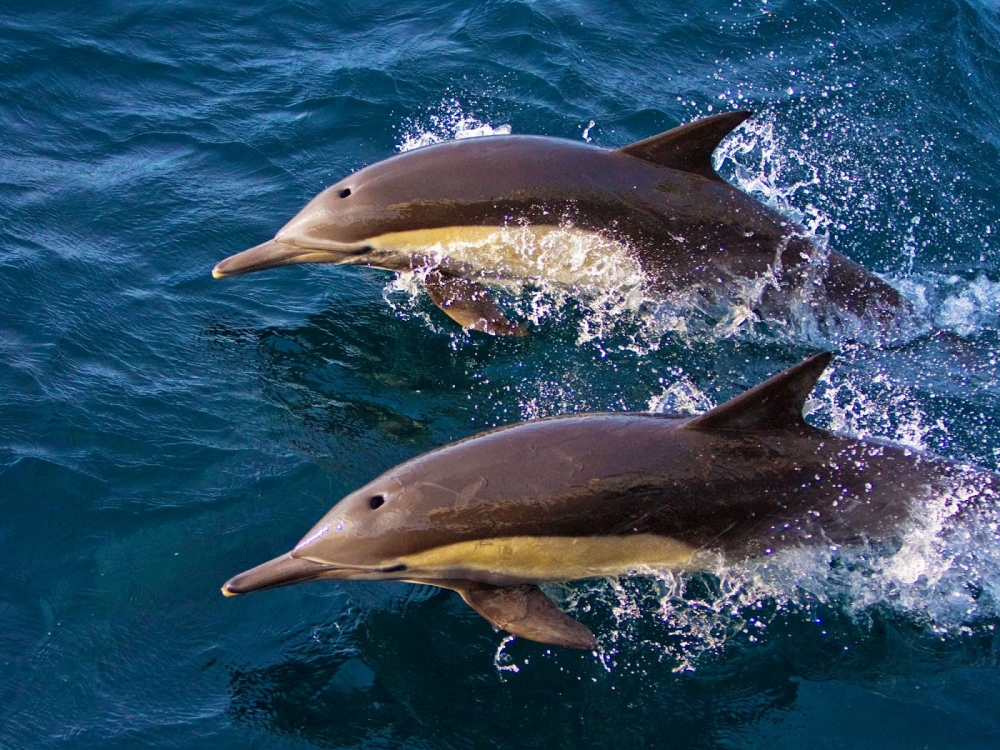 Сколько живут дельфины?