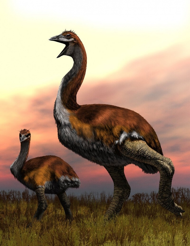 Самая большая птица, существовавшая на Земле, до XVII века жила на Мадагаскаре. Она была похожа на настоящего дракона с огненными глазами. Сможете вспомнить ее название?