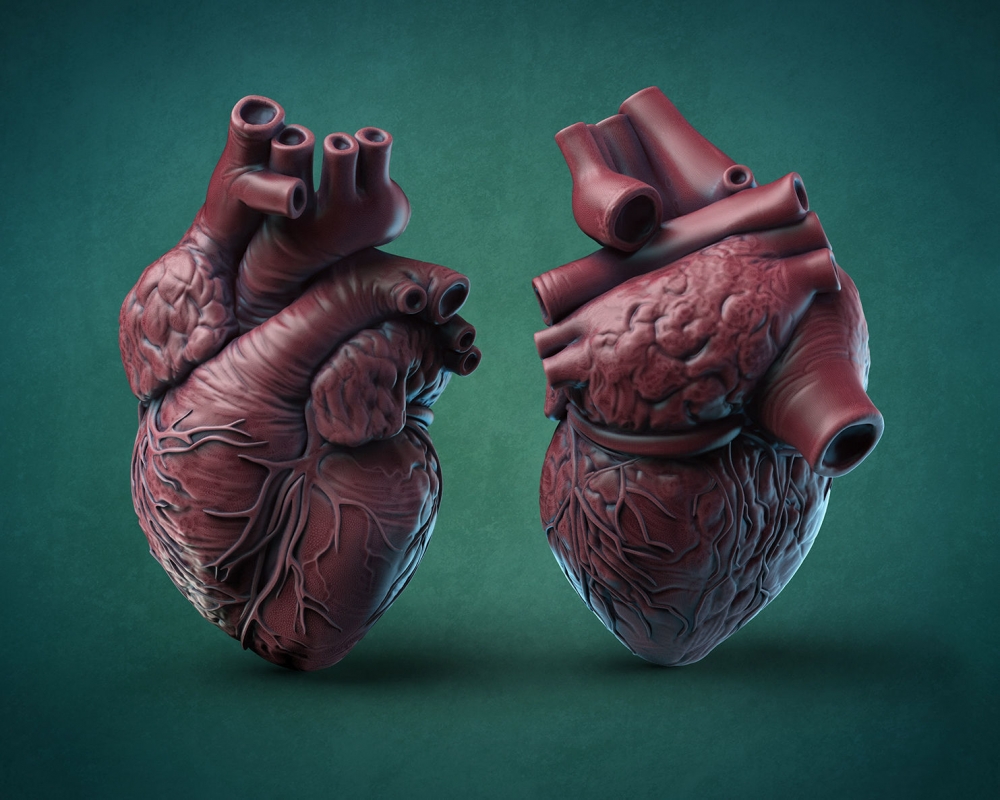 Какая из этих оболочек сердца является внутренней?