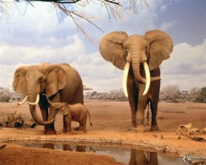 Слоны опасны для человека?