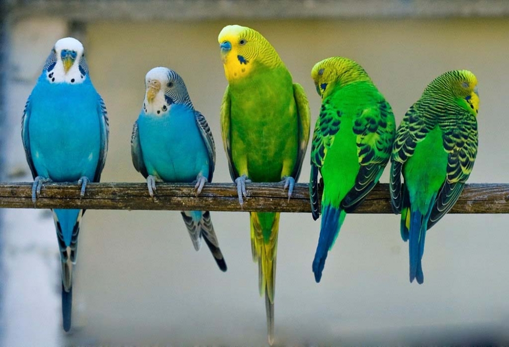 Существуют ли хищные попугаи?