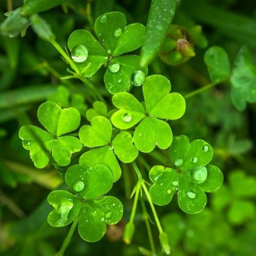 Лист этого растения традиционно считается символом Ирландии и ирландцев.