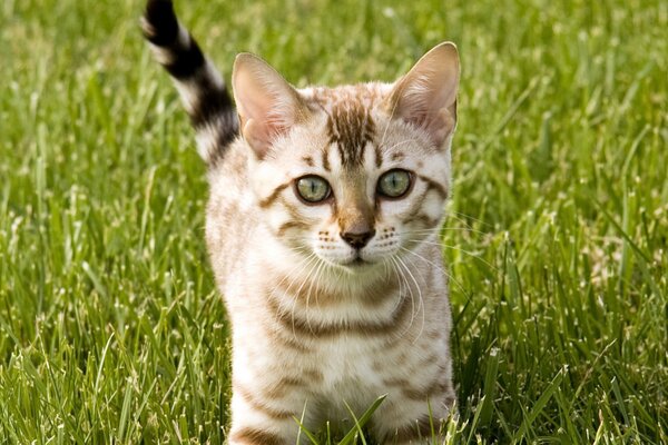 Кот не ест третий день. Ваши действия?