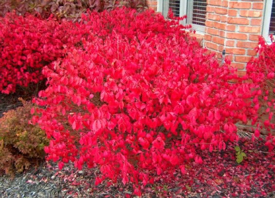 Как называется этот кустарник?