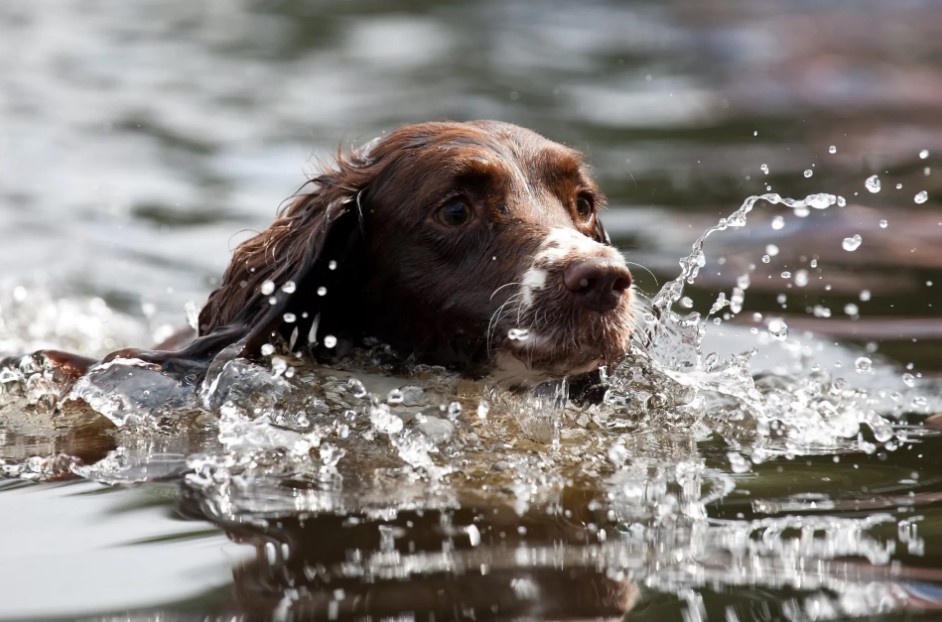 Какая порода собак не мокнет в воде?