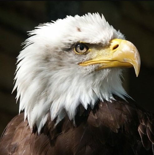 А эта птица в 1782 году была официально признана национальной птицей США. ее изображение мы видим на гербе этого государства. А называется она