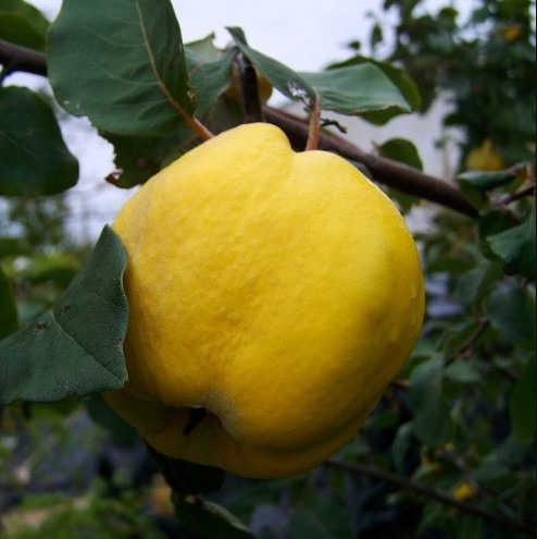 Какого веса могут достигать плоды айвы?