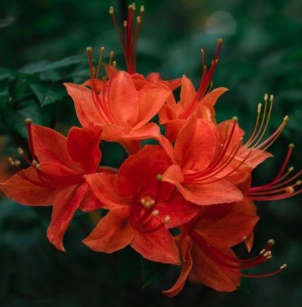  На этой фотографии вы видите красивый алый рододендрон, а другое его название ...