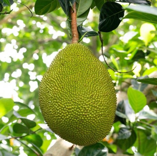 Плоды этого растения являются самыми большими плодами, растущими на деревьях. Вес их может достигать 34 кг.