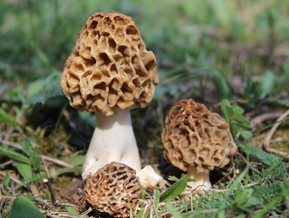 Латинское название этого весеннего гриба — Morchella esculenta