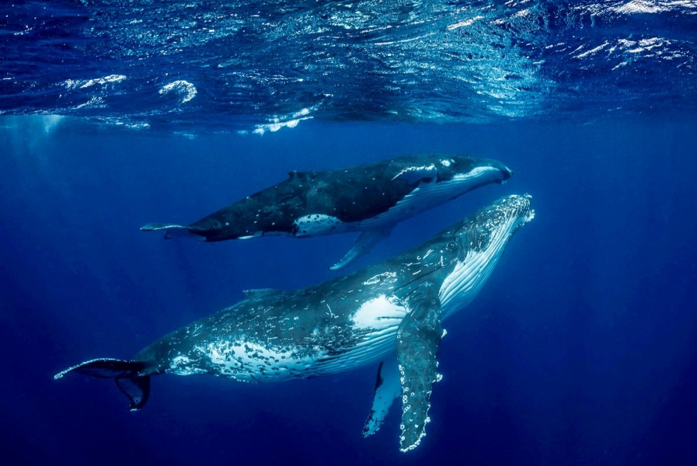 Какое современное животное является единственным настоящим хищником среди китообразных, охотящимся на теплокровных животных?