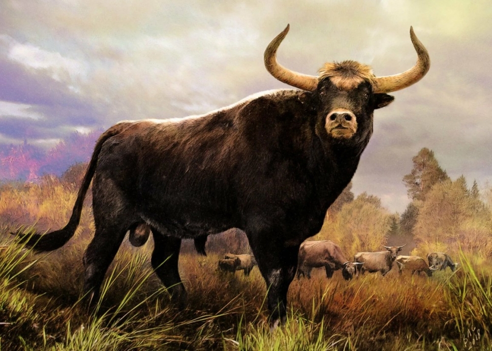В 1627 году в Польше погиб последний тур - первобытный бык, прародитель современного крупно-рогатого скота. Что стало причиной исчезновения вида?Охота на него хищных животных