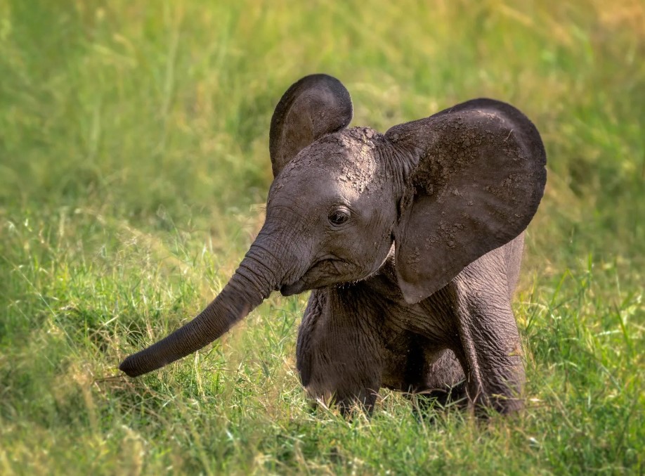 Подобно малышу, который сосёт свой большой палец для успокоения, маленький слонёнок может сосать свой хобот для успокоения.