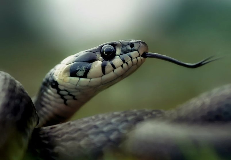Почему змеи периодически высовывают язык?