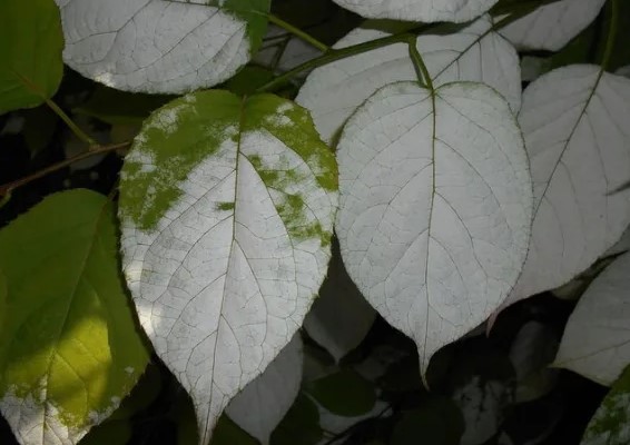 Как называется этот кустарник?