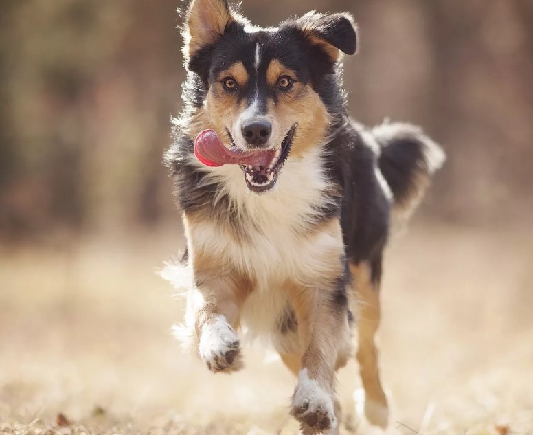 Порода самой быстрой собаки в мире