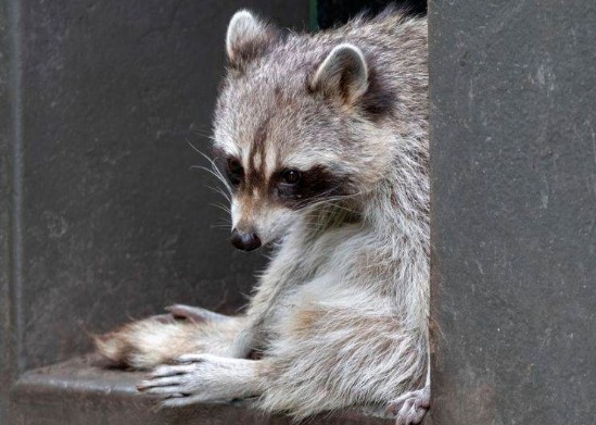 Все знают енотов-полоскунов, но это не единственный вид енотов. Какой из перечисленных видов действительно существует?