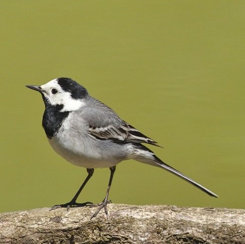 Эту маленькую птичку можно встретить не только в лесу, но и в городе. Как она называется?