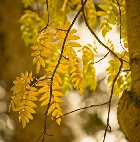 Это растение у древних славян считалось магическим растением. Как оно называется?