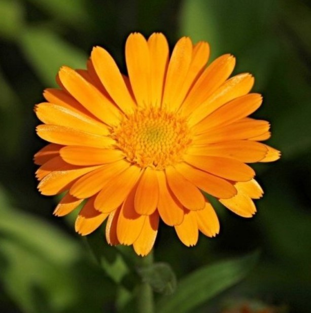  Это цветущее лекарственное растение настолько популярно в медицине, что оно выращивается на промышленных плантациях.