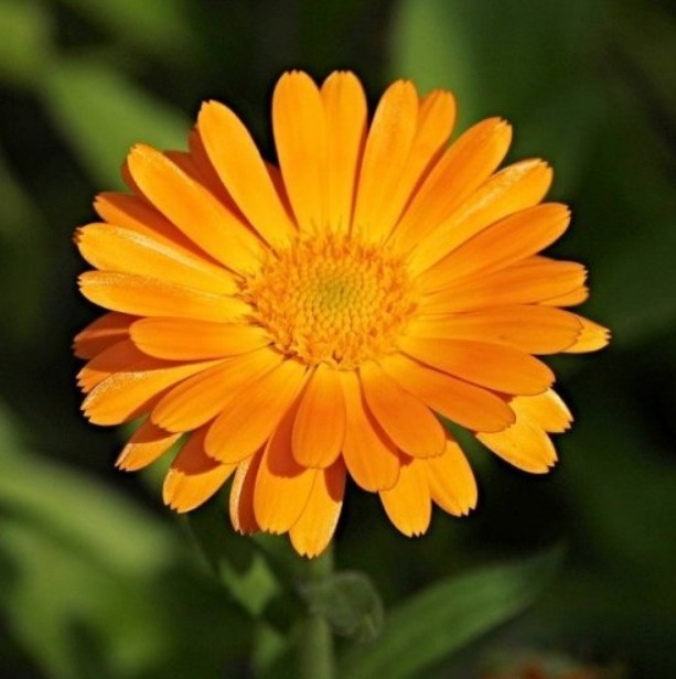 Это цветущее лекарственное растение настолько популярно в медицине, что оно выращивается на промышленных плантациях.