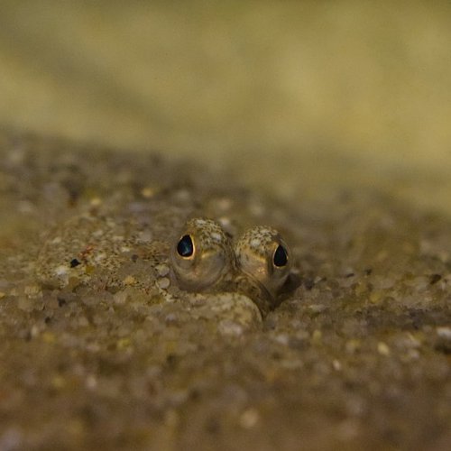 Эта рыба зарылась в песок так, что наружу торчат только глаза, которые у нее расположены с одной стороны тела.