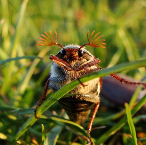  Эти жуки по-другому называются хрущами, личинок же их в народе называют бороздняками. Они живут в почве, питаются корнями растений, поэтому являются сельскохозяйственными вредителями.