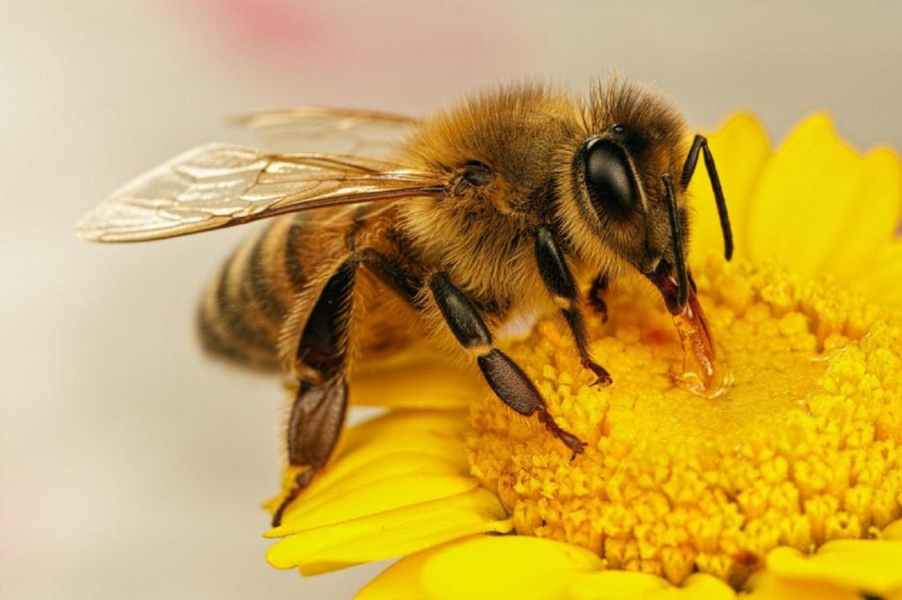 Пчелы умеют на лету отличать цветы с нектаром от цветов без него. Как они это делают?