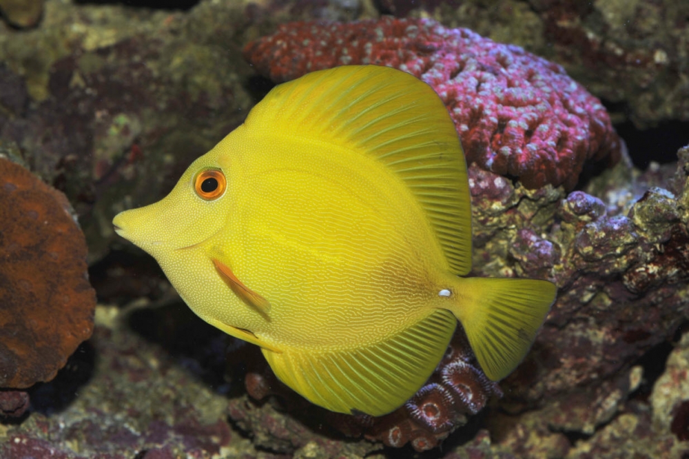  Эта рыбка — красивый представитель рифовых рыб семейства хирурговых.