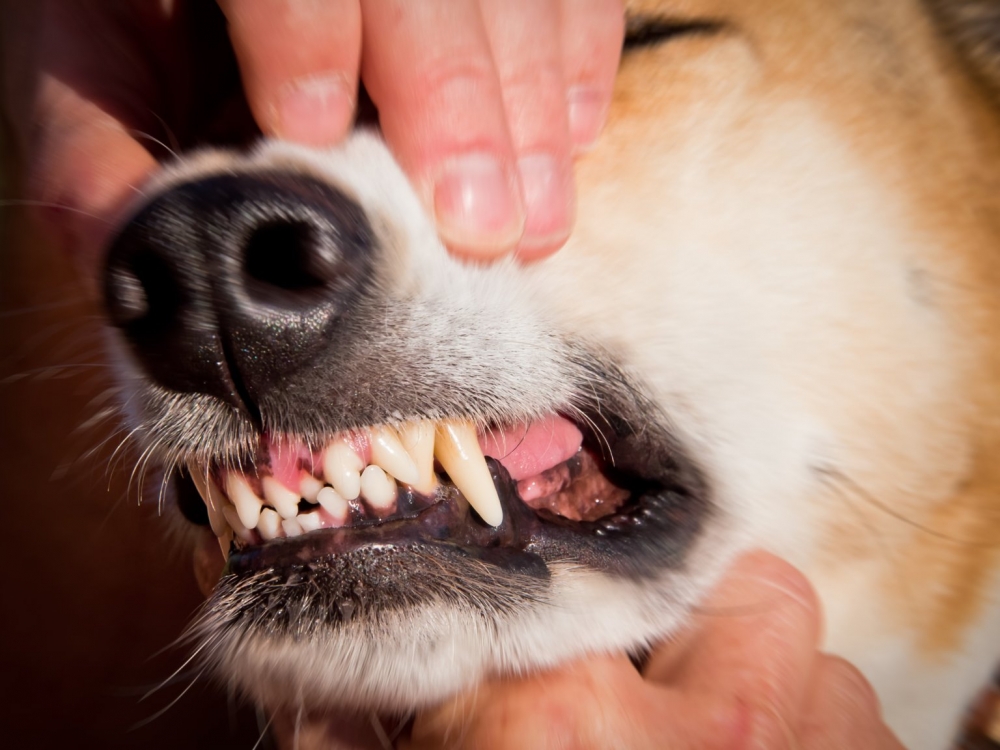 Сколько зубов у взрослых собак?