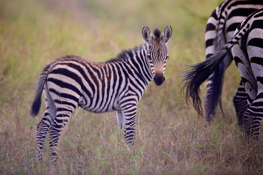 Всегда ли зебры рождаются в полосочку?