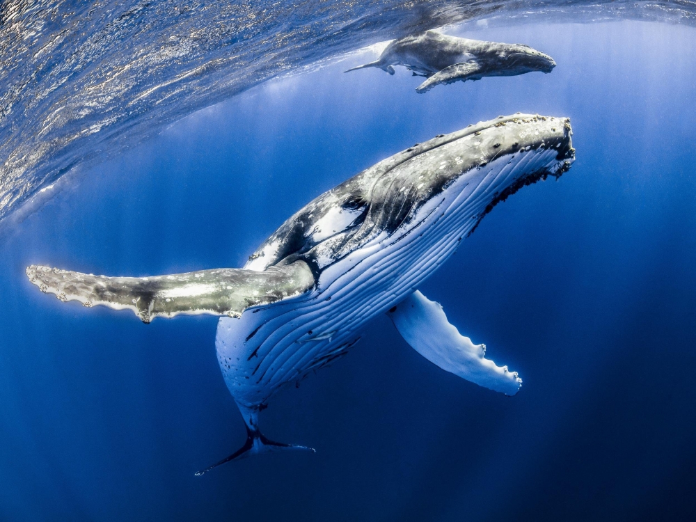 В каком диапазоне способны улавливать звуковые волны китообразные?