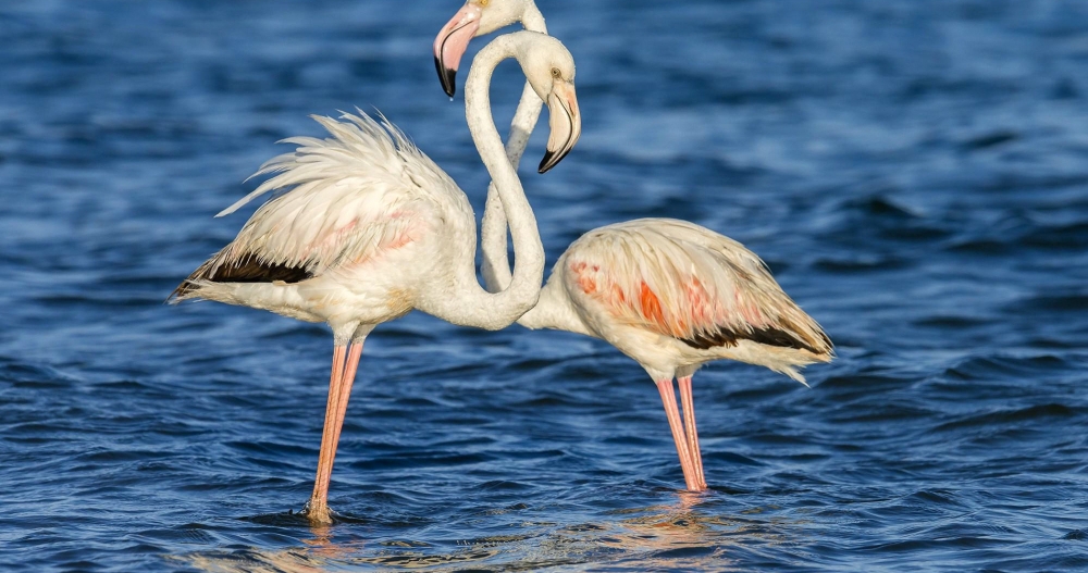 До скольких лет фламинго доживали в неволе?