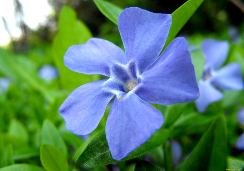 Людям свойственно верить в волшебные свойства растений. Например, существует поверье, что этот цветок может предохранять дом от ударов молний.
