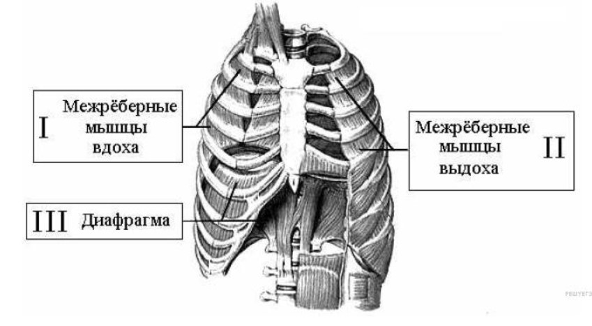 Рассмотрите кар­тин­ку и укажите, под ка­ки­ми циф­ра­ми ука­за­ны мышцы, ра­бо­та­ю­щие при вдохе.