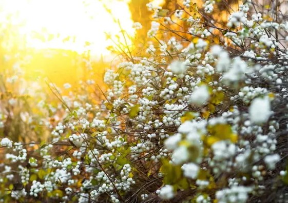 Как называется этот кустарник?