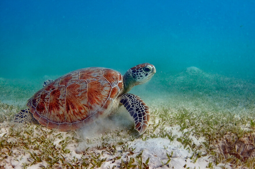 Морские черепахи проводят в море:
