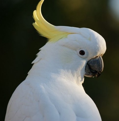 Этот попугай — популярный цирковой и киноартист. Как он называется?